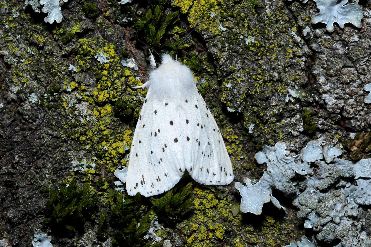 Spilosoma lubricipeda (Linnaeus, 1758) - Ecaille tigrée (femelle)