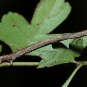 Angerona prunaria (Linnaeus, 1758) - Phalène du Noisetier (chenille)