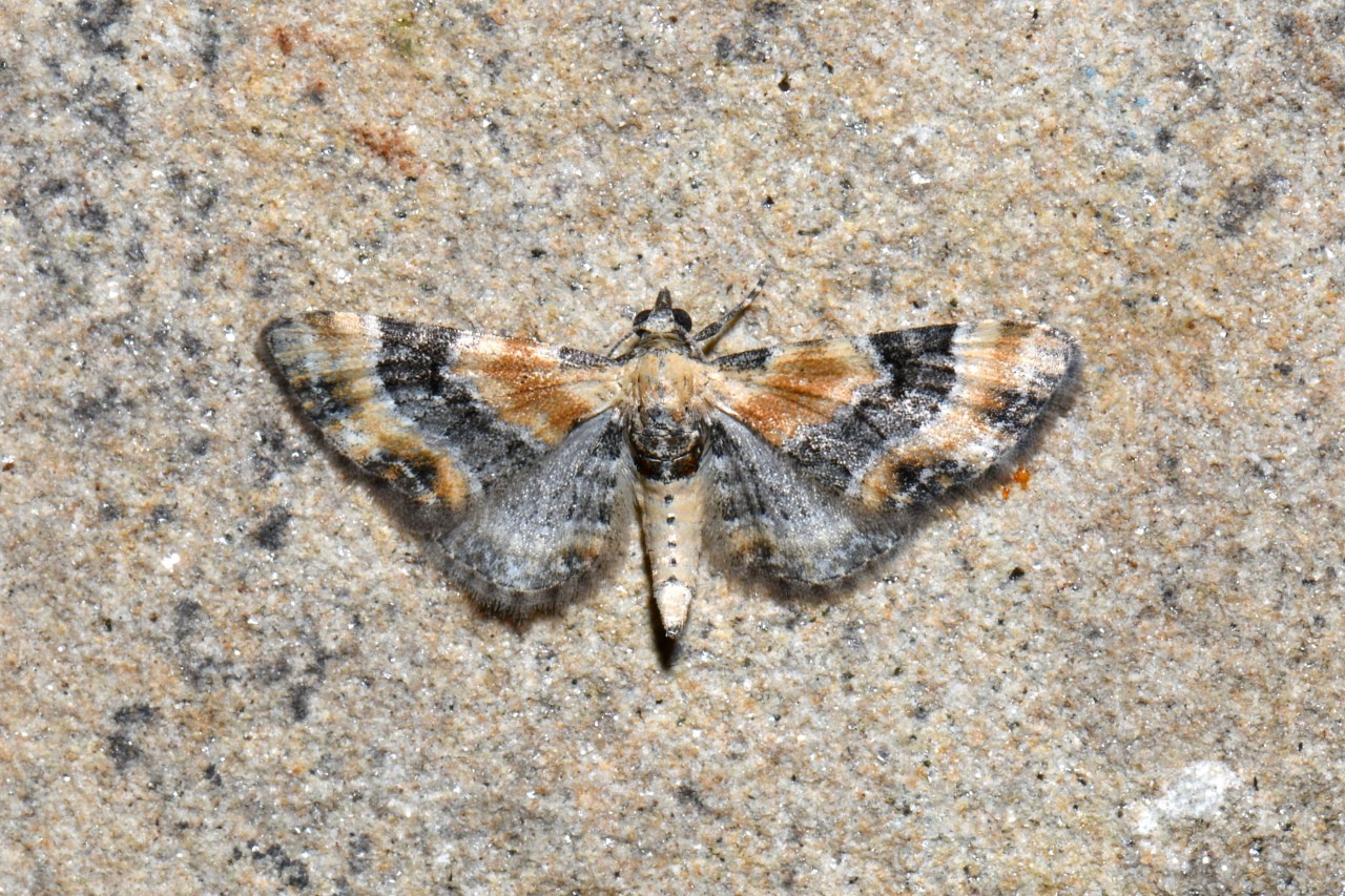 Eupithecia linariata (Denis & Schiffermüller, 1775) - Eupithécie de la Linaire (mâle)
