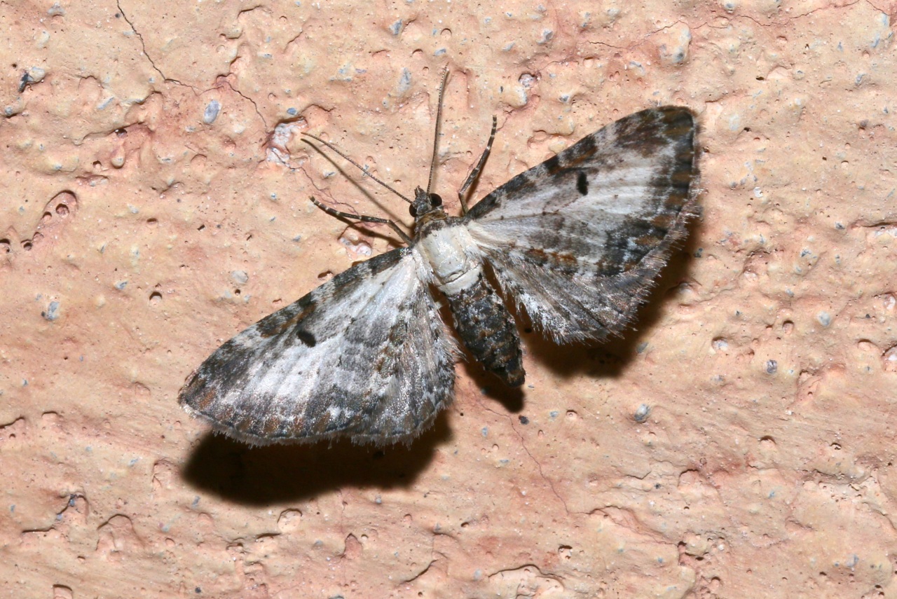Eupithecia succenturiata (Linnaeus, 1758) - Eupithécie substituée