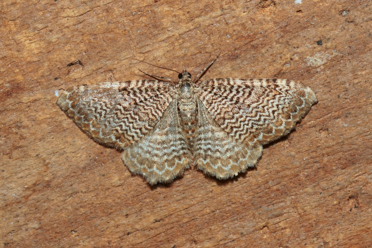 Rheumaptera undulata (Linnaeus, 1758) - Phalène ondulée