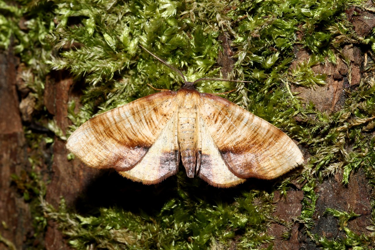 Plagodis dolabraria (Linnaeus, 1767) - Phalène linéolée, Numérie ligneuse 
