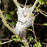Eriogaster catax (Linnaeus, 1758) - Bombyx Evérie, Laineuse du Prunellier (chenilles)