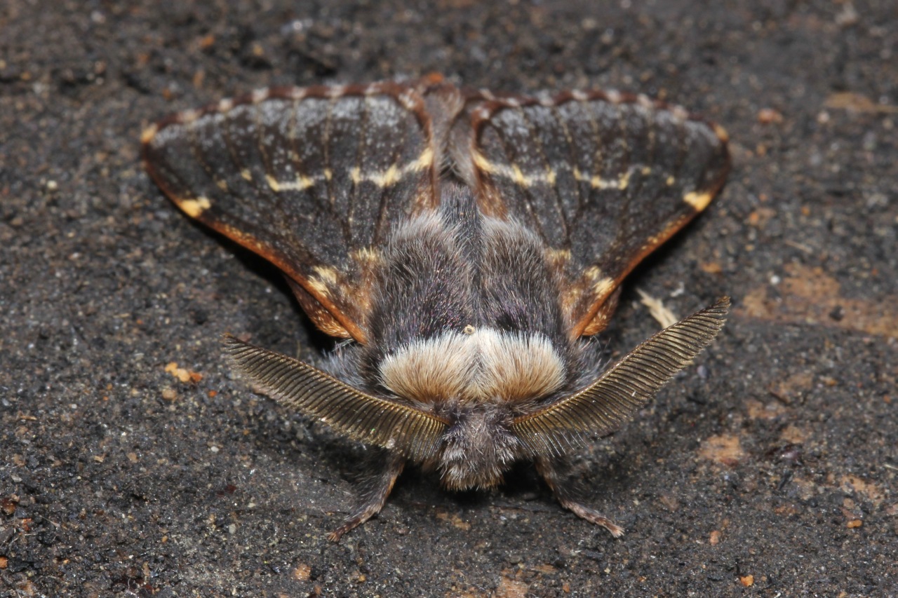 Poecilocampa populi (Linnaeus, 1758) - Bombyx du Peuplier (mâle)