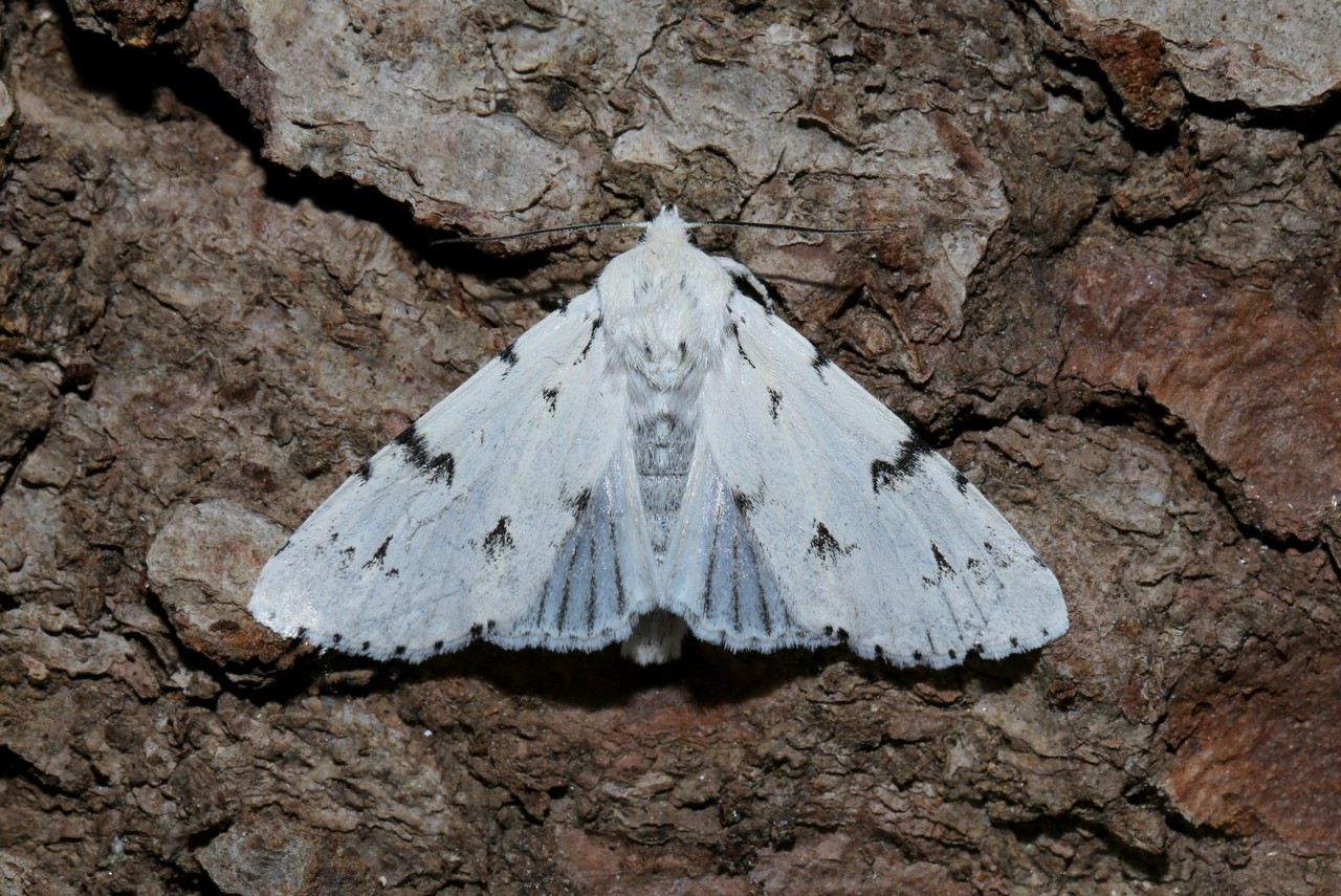 Acronicta leporina (Linnaeus, 1758) - Noctuelle-Lièvre 