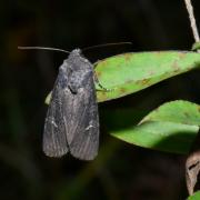 Aporophyla nigra (Haworth, 1809) - Noctuelle anthracite (femelle) 