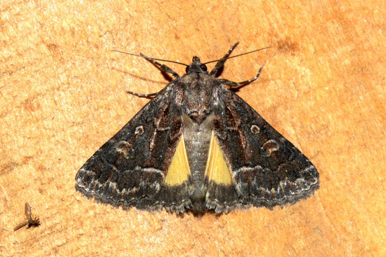Thalpophila matura (Hufnagel, 1766) - Noctuelle cythérée