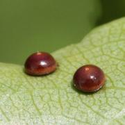 Cerura vinula (Linnaeus, 1758) - Grande Queue-Fourchue (oeufs)