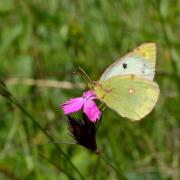 Colias alfacariensis / hyale 