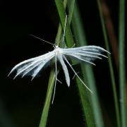 Pterophorus pentadactyla (Linnaeus, 1758) - Ptérophore blanc
