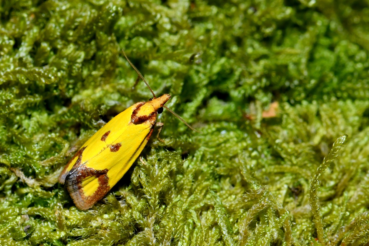 Agapeta zoegana (Linnaeus, 1767) - Euxanthie de la Scabieuse