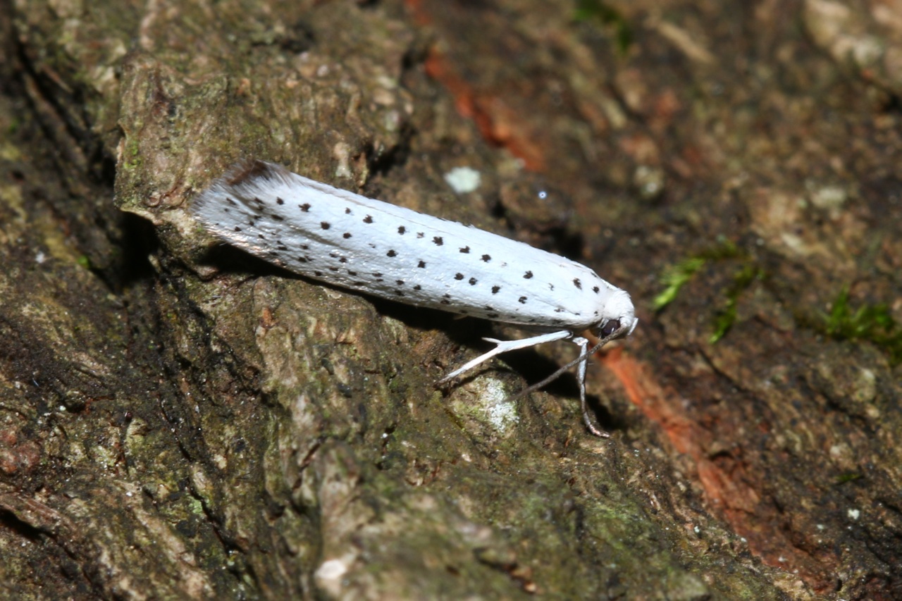 Yponomeuta evonymella (Linnaeus, 1758) - Hyponomeute du Putiet