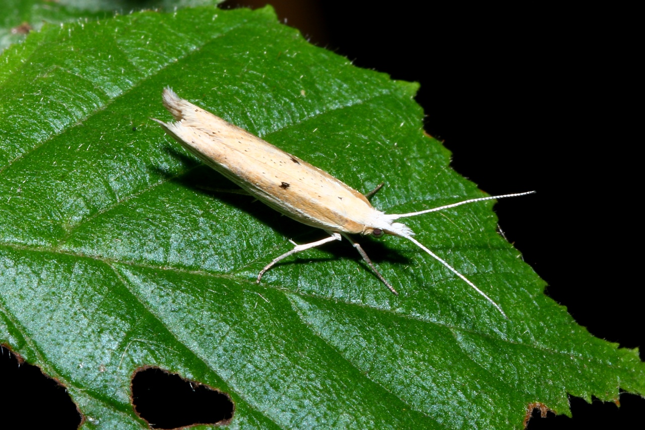 Ypsolopha nemorella (Linnaeus, 1758) - Hypsolophe hameçon