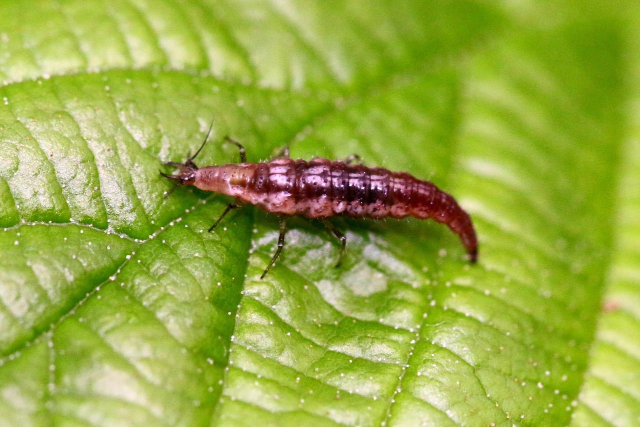 Hemerobius sp (larve)