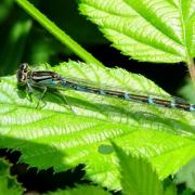 Enallagma cyathigerum (Charpentier, 1840) - Agrion porte-coupe (femelle)