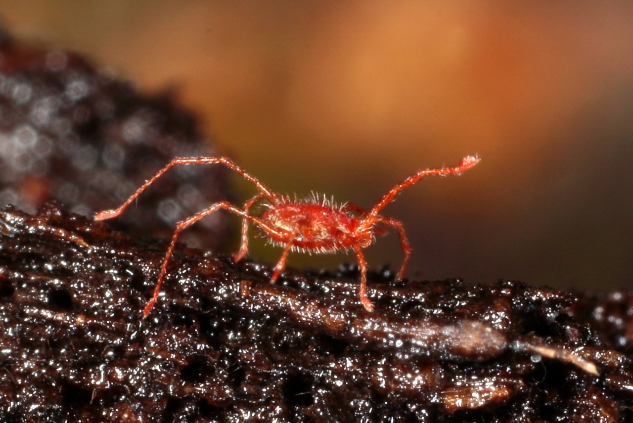 Charletonia (= Rhyncholophus) cardinalis (C.L. Koch, 1837)