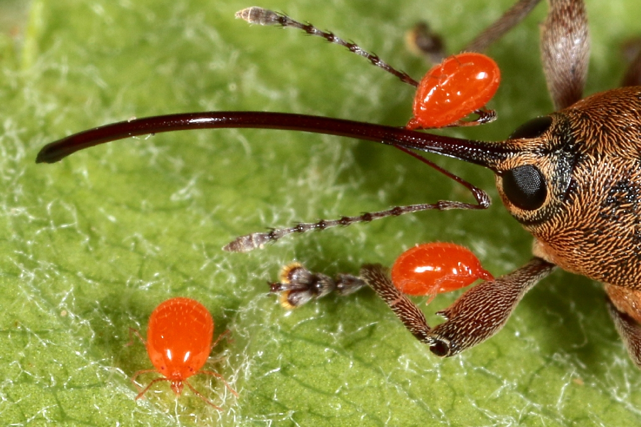 Leptus molochinus (C.L. Koch, 1837) (sur un Curculionidae)