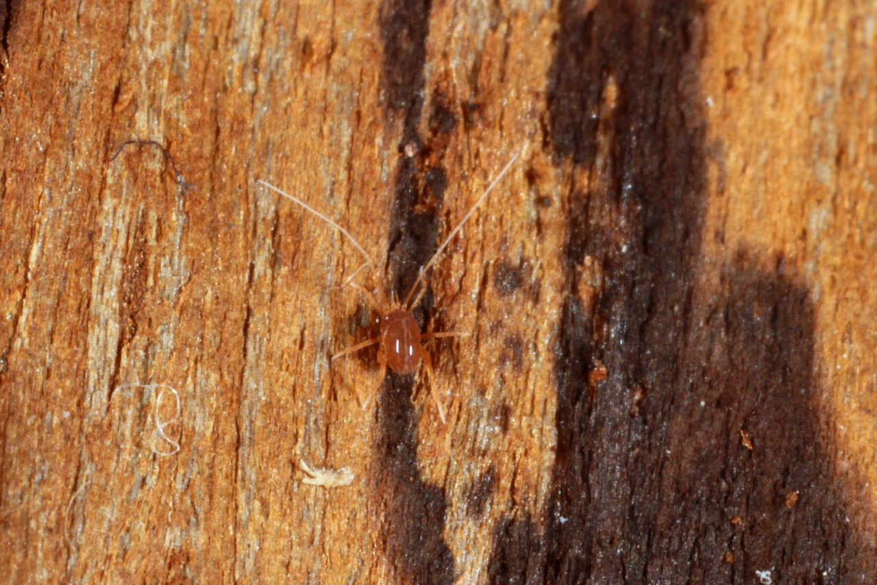 Linopodes motatorius (Linnaeus, 1758)