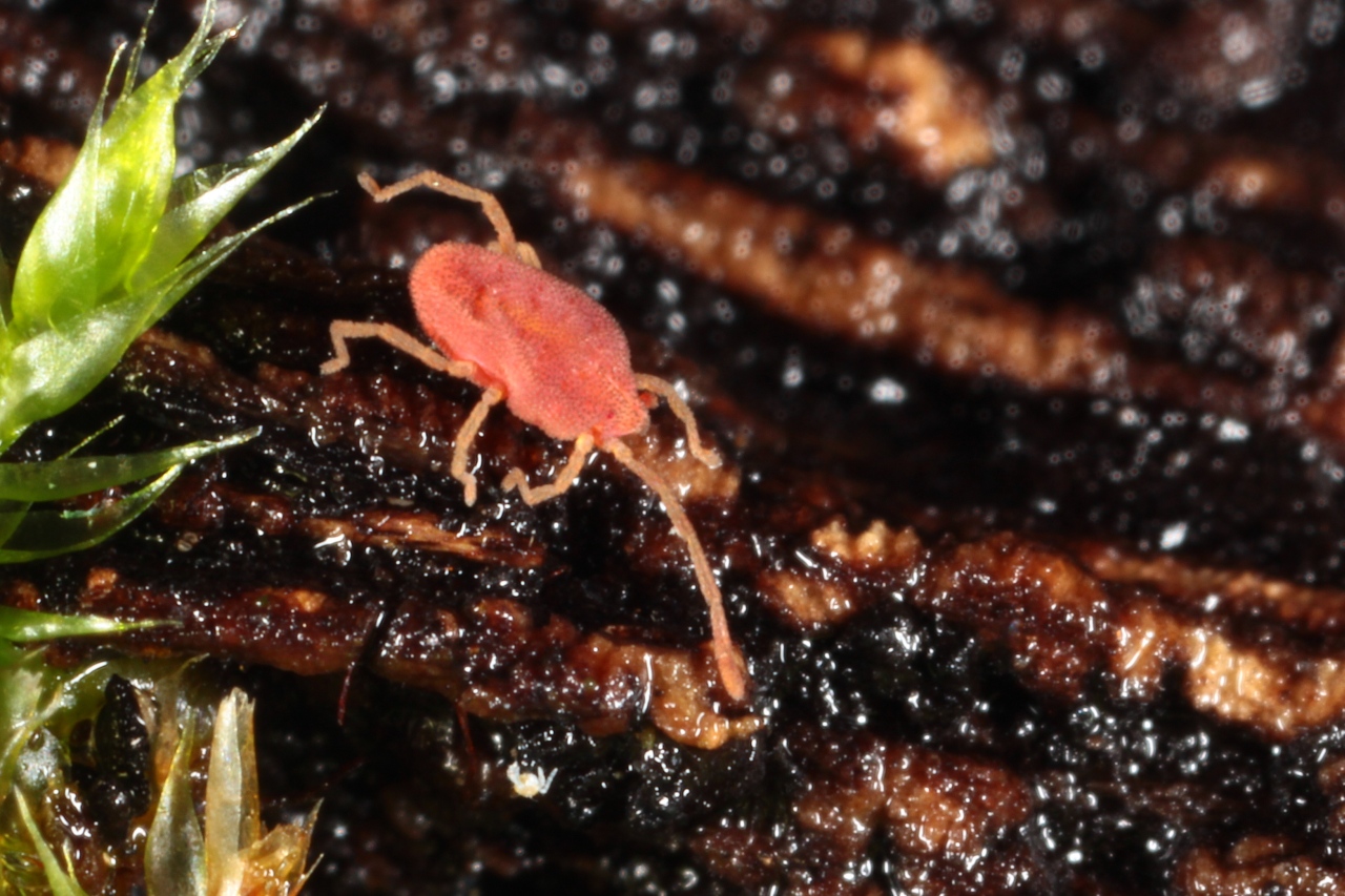 Fessonia papillosa (Hermann, 1804)