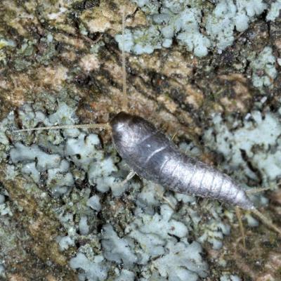 Lepisma saccharina Linnaeus, 1758 - Petit poisson d'argent
