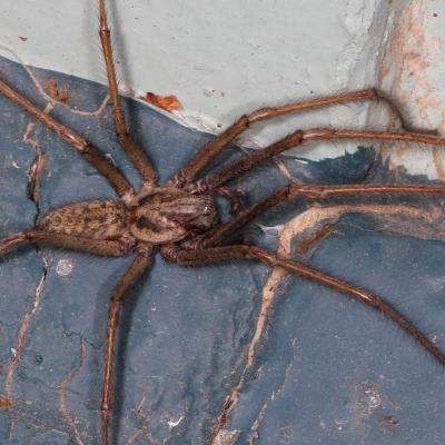 Araneae agelenidae tegenaria atrica 04 sept 2014 img 8434 96