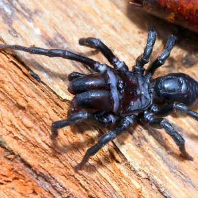 Araneae atypidae atypus piceus 25 juin 2015 img 3075 rev97 1
