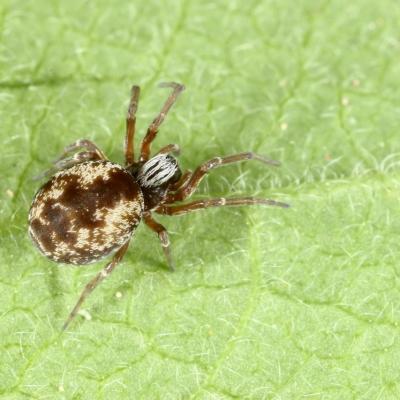 Araneae dictynidae dictyna arundinacea 22 avr 2014 img 7122 ema 95