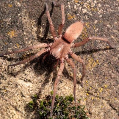 Araneae gnaphosidae drassodes lapidosus 07 mai 2015 img 6597 88