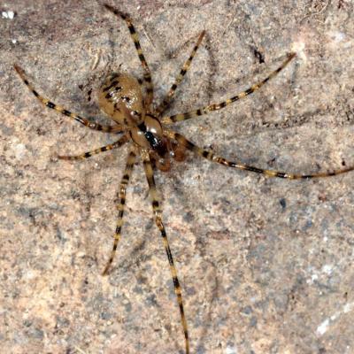 Araneae nesticidae nesticus cellulanus 24 nov 2014 img 2395 r97 1