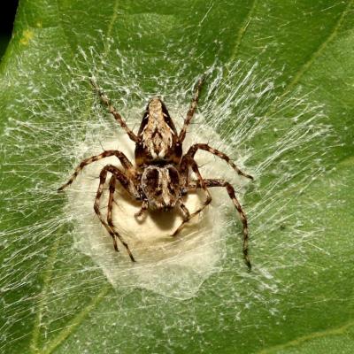 Araneae oxyopidae oxyopes ramosus 12 juin 2017 2g3a3863 dessenh site