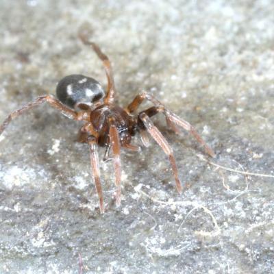 Araneae phrurolithidae phrurolithus festivus f 15 janv 2020 img 5960 ema site