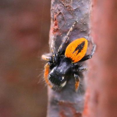 Araneae salticidae philaeus chrysops 14 mai 2015 img 9027 bollen 94