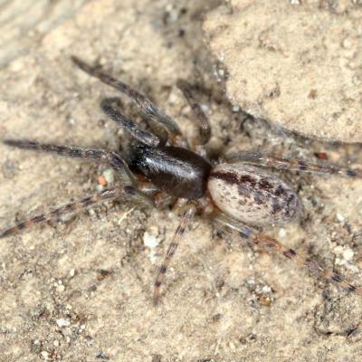 Araneae segestriidae segestria bavarica 06 janv 2019 img 0323 cernay site
