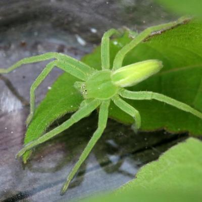 Araneae sparassidae micrommata virescens 15 ept 2013 img 0389 ema 95