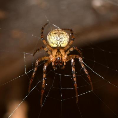 Araneae tetragnathidae metellina merianae 16 juil 2018 dsc 0880 ema site