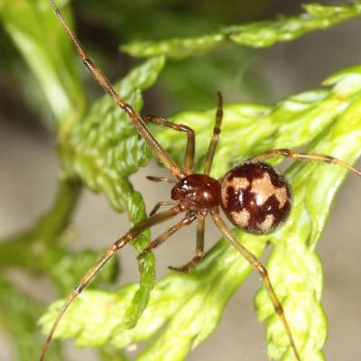 Araneae theridiidae steatoda triangulosa 13 nov 2015 img 8459 cern site