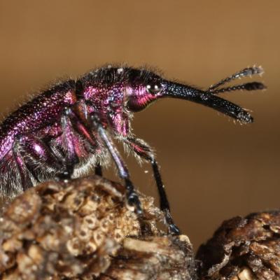 Coleoptera attelabidae rhynchites bacchus 25 oct 2012 m ehrhardt rev 1