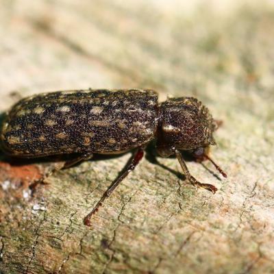 Coleoptera bostrichidae lichenophanes varius 25 juin 2015 img 3495 97