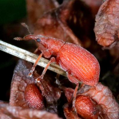 Coleoptera brentidae apion frumentarium 18 juil 2020 img 7003 ema site