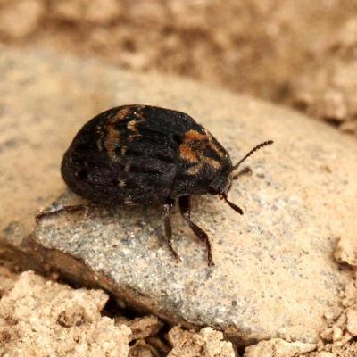Coleoptera byrrhidae byrrhus sp 04 avr 2014 img 5129 cernay rev94