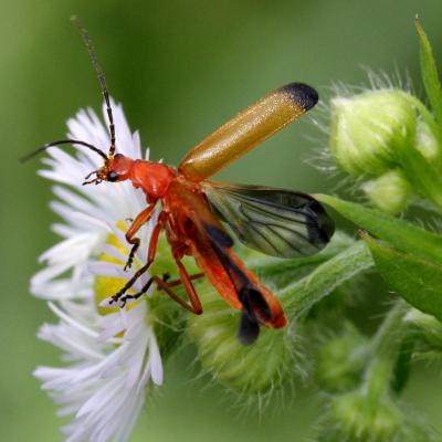 Coleoptera cantharidae rhagonycha fulva 05 juil 2013 img 0018rev