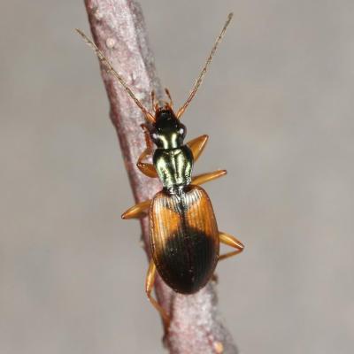 Coleoptera carabidae anchomenus dorsalis 03 fev 2014 img 1571 99