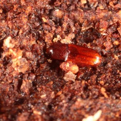 Coleoptera cerylonidae cerylon ferrugineum 26 janv 2016 img 1568 96