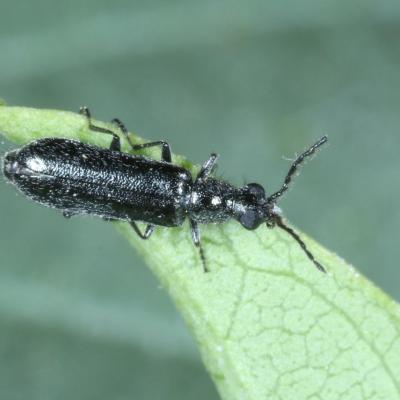 Coleoptera dasytidae dasytes aeratus m 12 avr 2020 img 7347 maison site