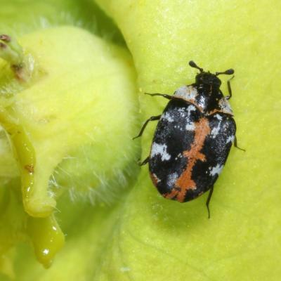 Coleoptera dermestidae anthrenus scrophulariae 08 mai 2021 img 1479 ema site
