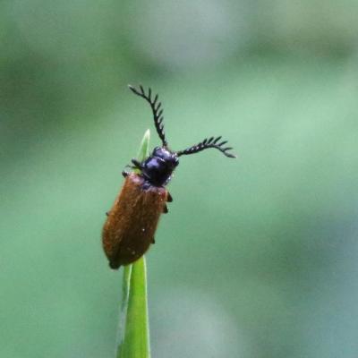 Coleoptera drilidae drilus flavescens m 03 juin 2020 5d3 0160 grunh site