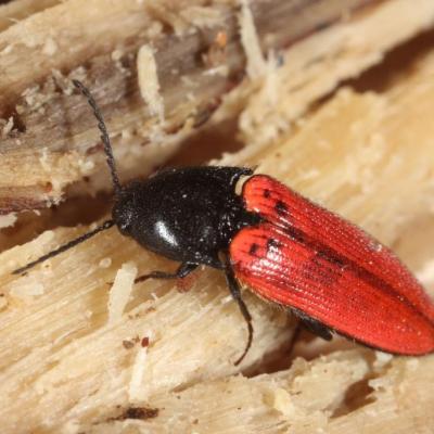 Coleoptera elateridae ampedus quercicola 06 avr 2013 img 2237