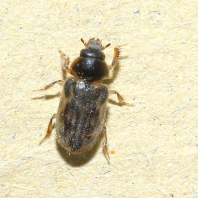 Coleoptera heteroceridae heterocerus fenestratus 05 aout 2020 5d3 6362 ema site