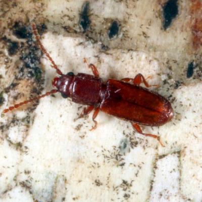 Coleoptera laemophloeidae placonotus testaceus 10 mars 2015 img 5686 96