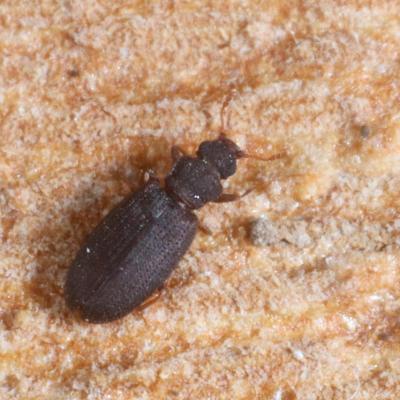 Coleoptera latridiidae enicmus brevicornis 29 dec 2020 img 8917 grun site